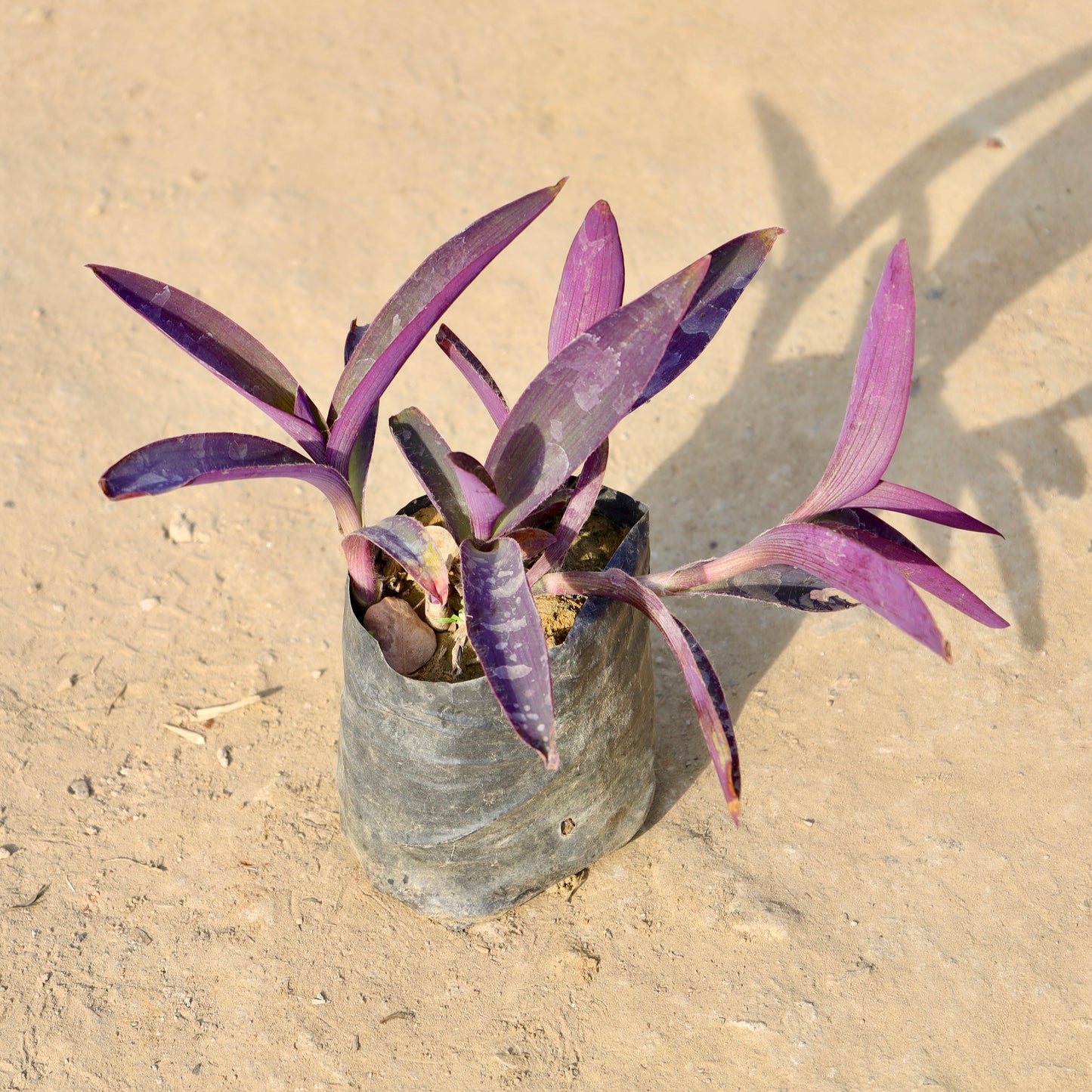 Purple Heart | 4 Inch Nursery Bag