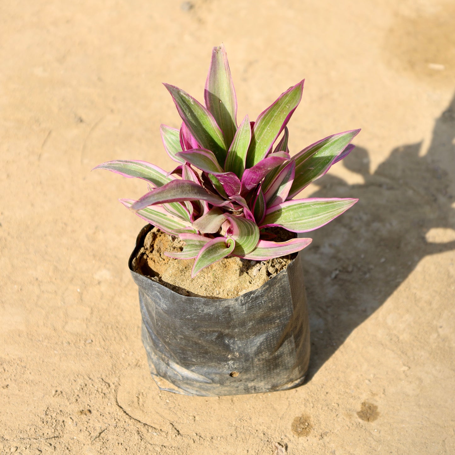 Rhoeo-Durangi Pink | 4 inch nursery bag