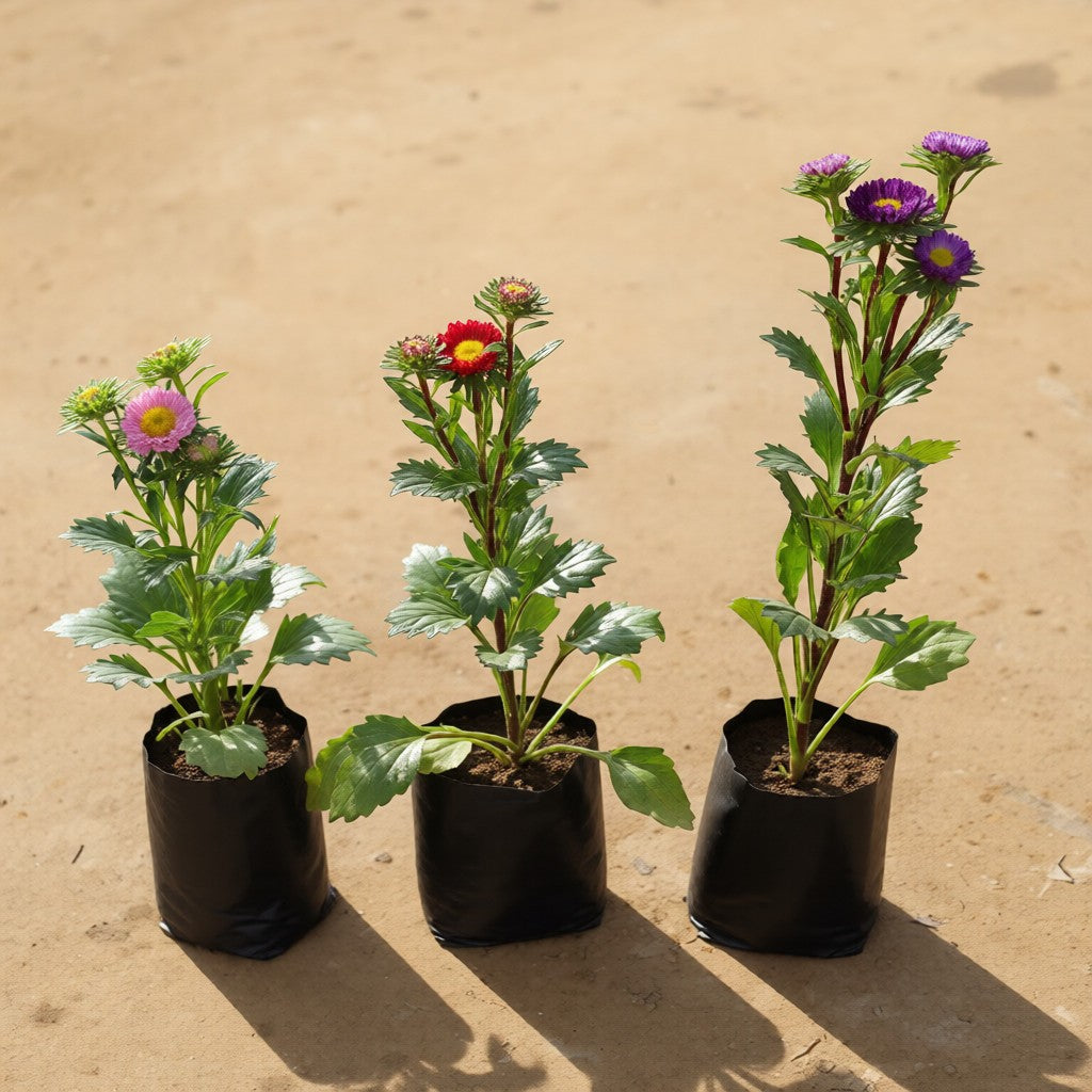 Set of 3 Aster Flower Plant (any colour) in 4 Inch Nursery Bag