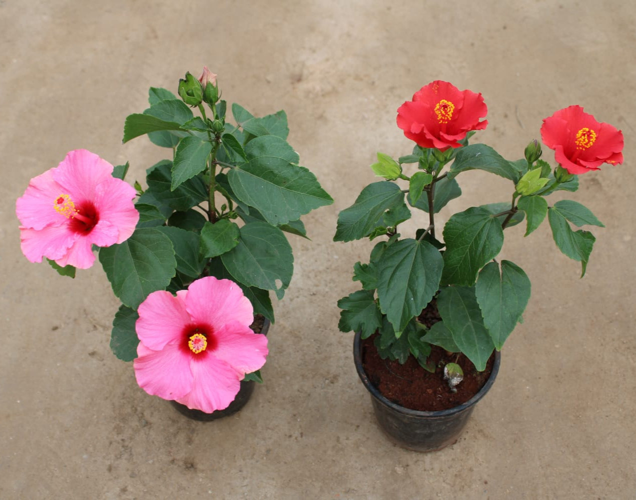 Set of 2 Hibiscus Hybrid any color | 6 inch nursery pot