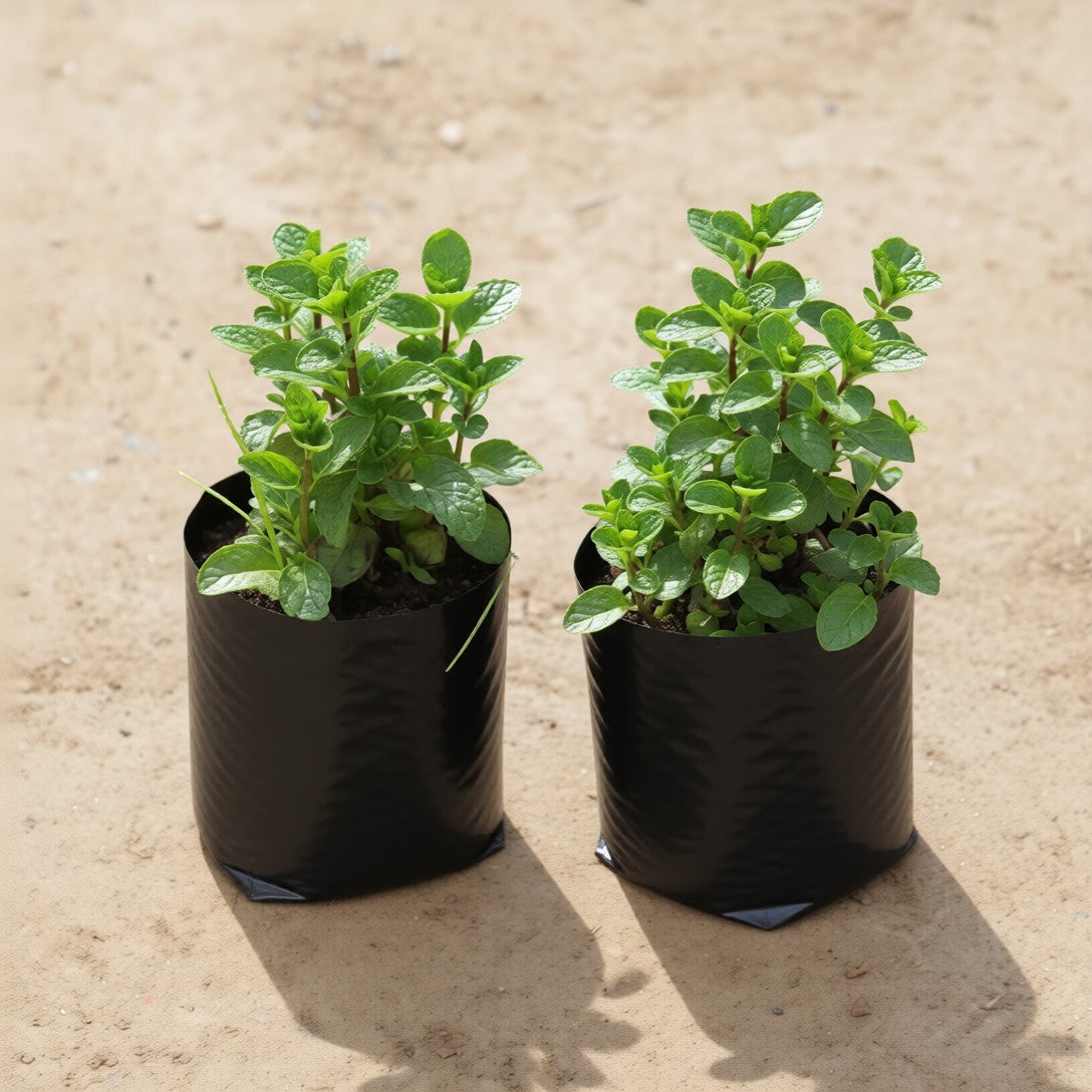 Set of 2 Mint / Pudina In 4 Inch Nursery Bag