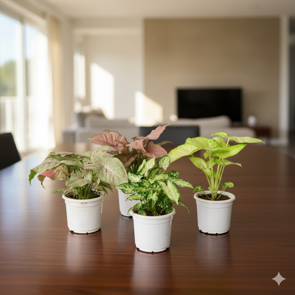 Set of 4 Syngonium Milky, Pink, Yammi and Golden | 4 inch Nursery pot