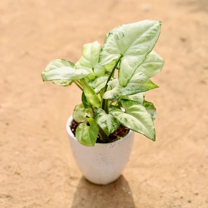 Syngonium White | 4 inch white classy ceramic pot