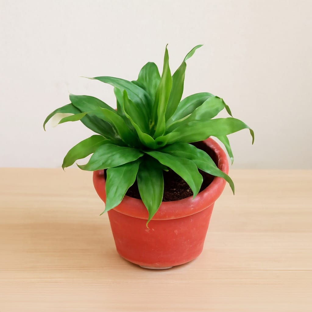 Dracaena Compacta In 6 Inch Red Classy Plastic Pot