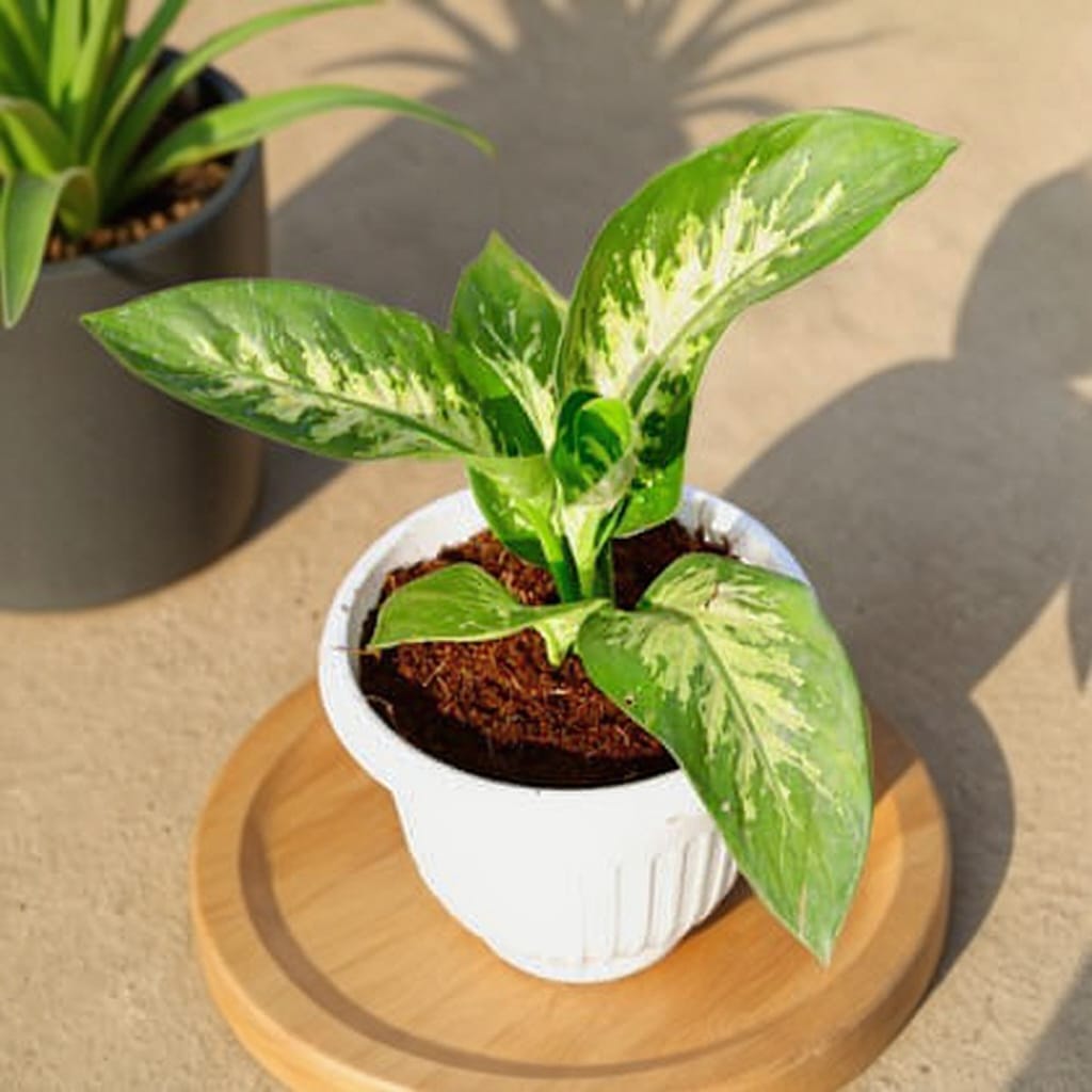 Dieffenbachia / Dumb Cane in 8 Inch White Olive Plastic Pot