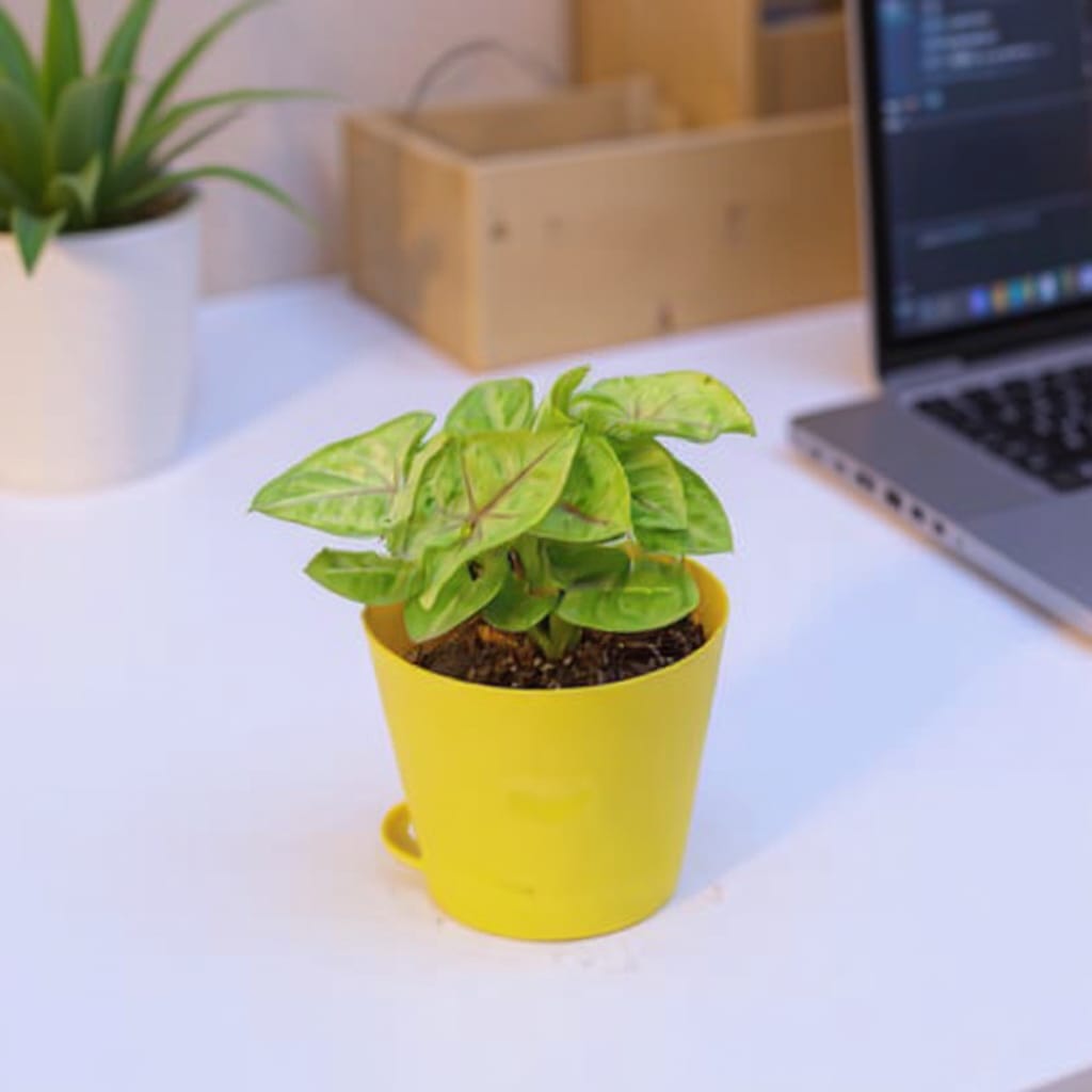 Syngonium Golden / Neon In 4 Inch Yellow Florence Self Watering Pot