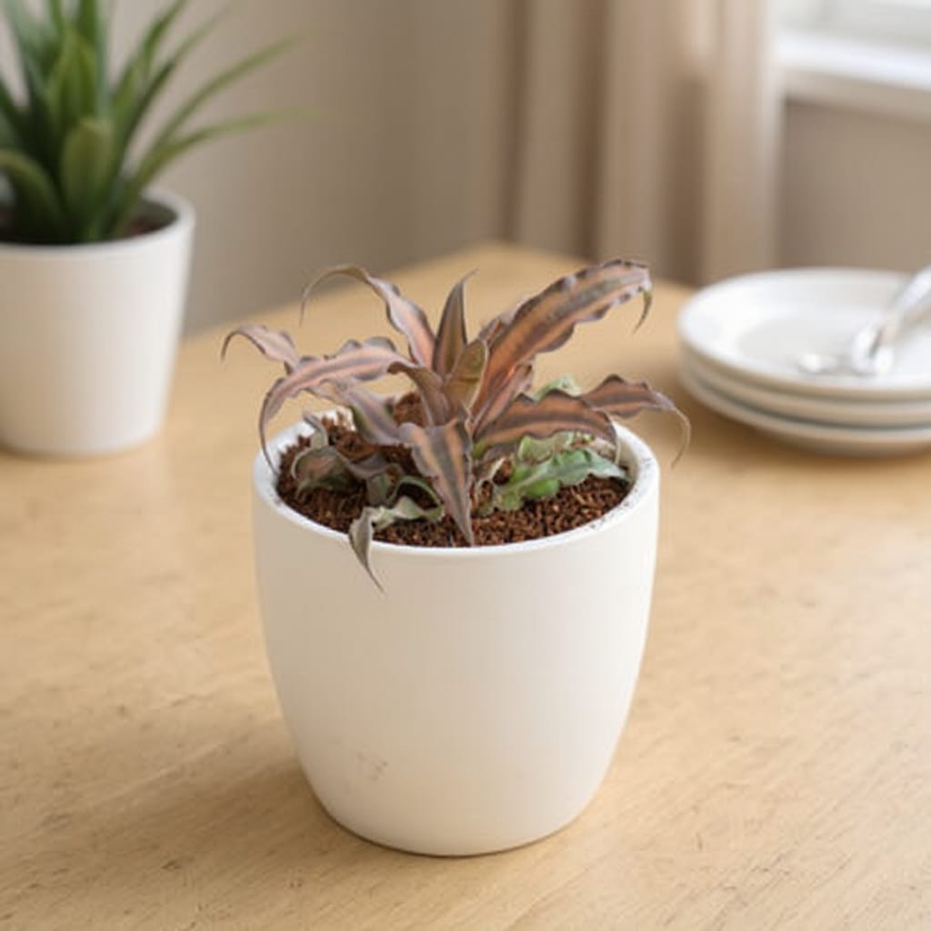 Cryptanthus Pink In 4 Inch White Classy Cup Ceramic Pot