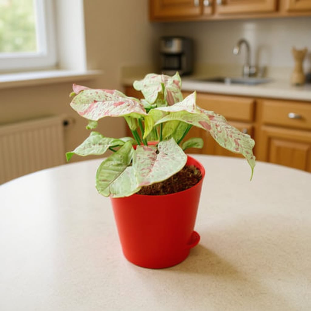 Syngonium Milky In 4 Inch Red Florence Self Watering Pot