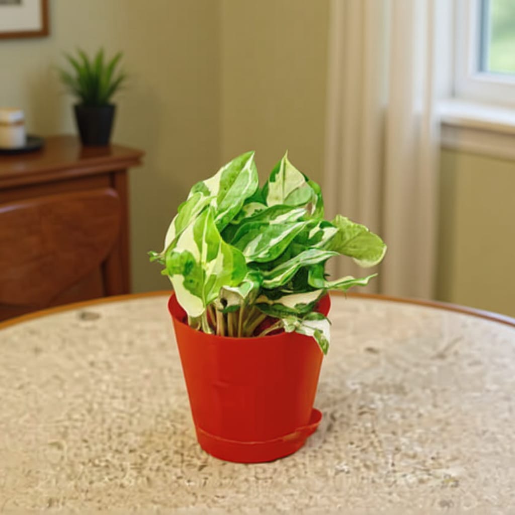 money plant in red pot Money Plant N'joy In 4 Inch Red Florence Self Watering Pot