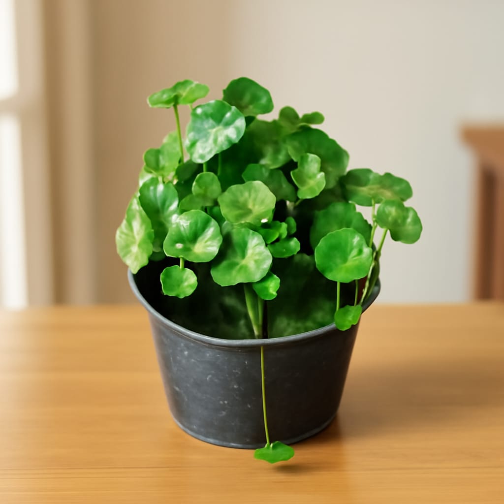 pennywort and chinese money plant Brahmi Dollar / Pennywort / Coin Plant in 5 Inch Nursery Pot