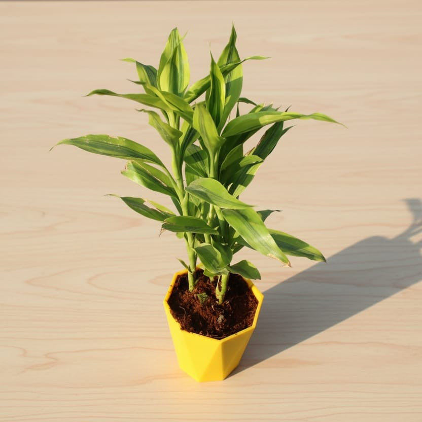 Golden Lucky Bamboo in 4 inch Yellow Diamanti Plastic Pot