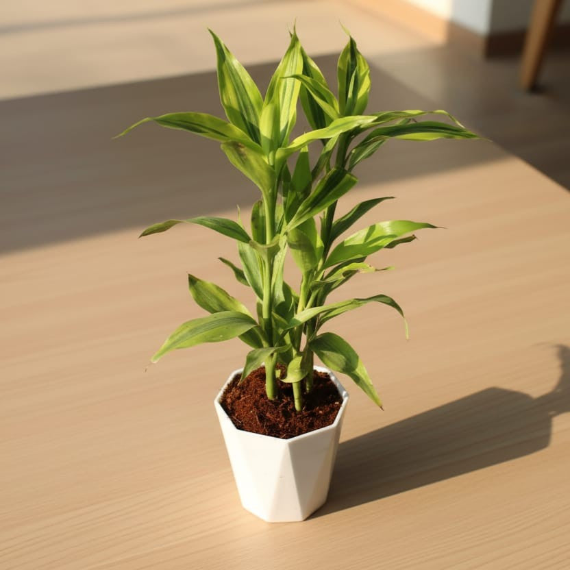 golden lucky bamboo Golden Lucky Bamboo In 4 Inch White Diamanti Plastic Pot