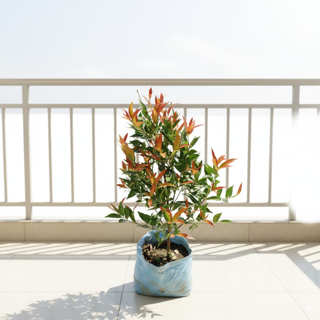 Syzygium / Ficus Christina in 8 Inch Nursery Bag