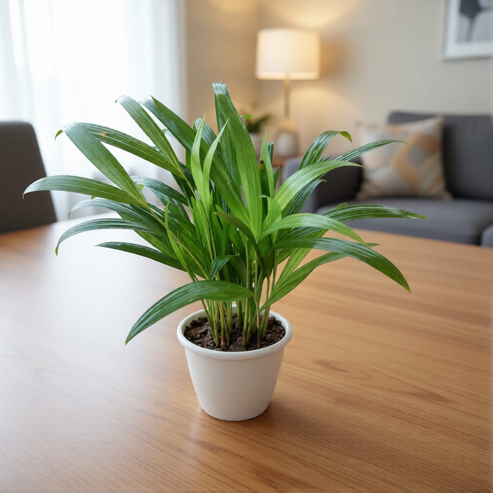 Table Areca Palm in 4 inch White Nursery Pot