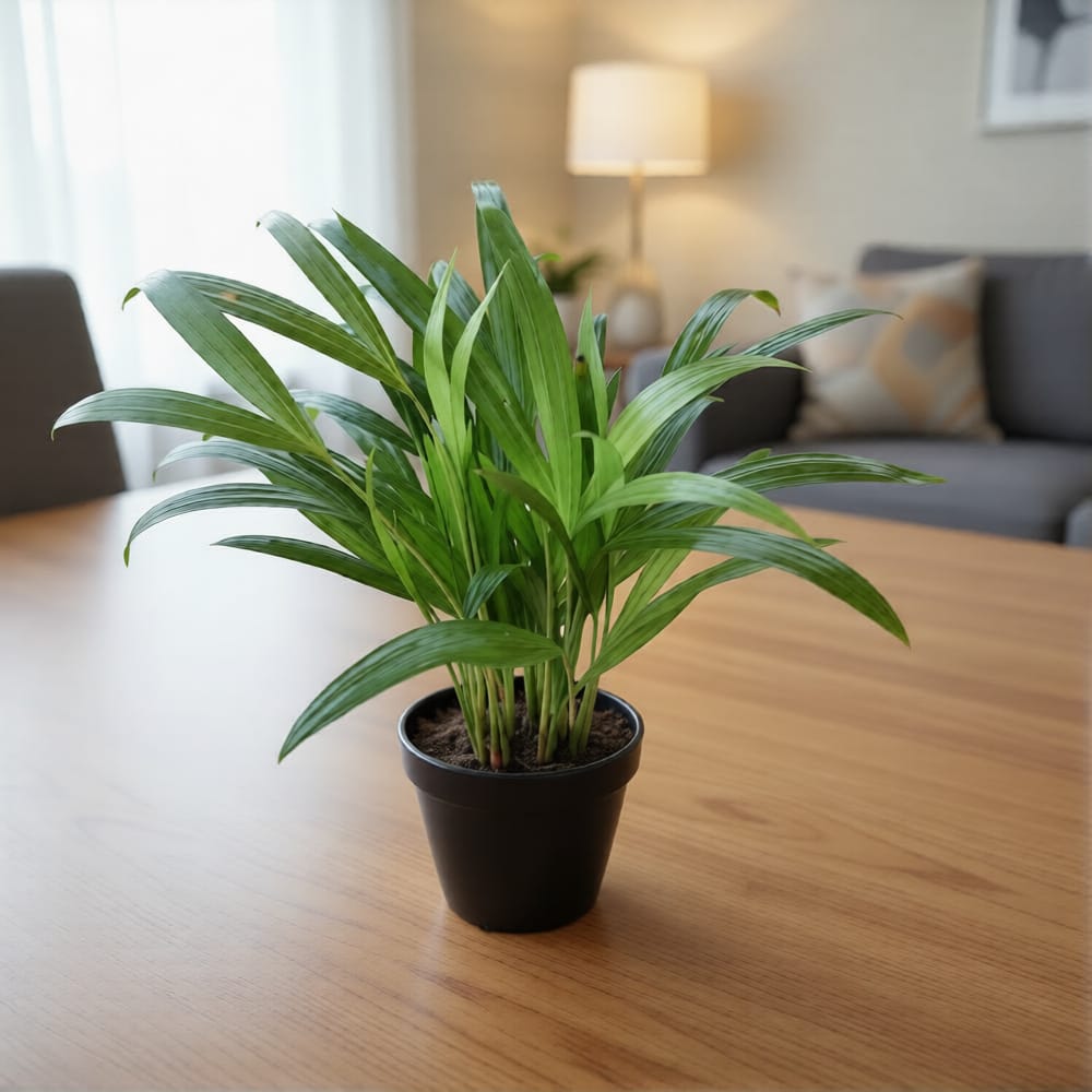 Table Areca Palm in 4 inch Nursery Pot