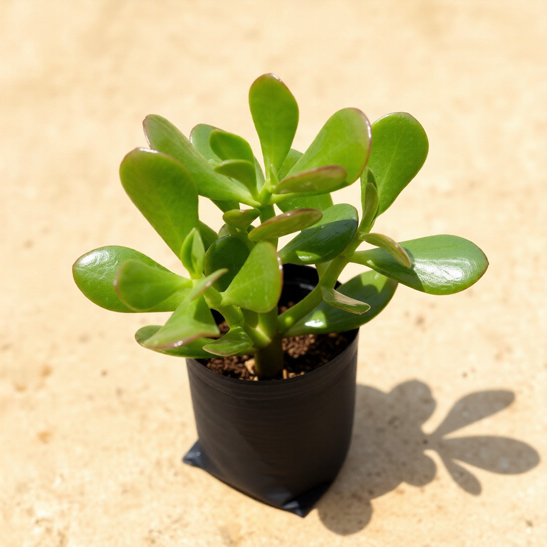 Crassula Ovata / Big Leaf Jade Plant in 4 Inch Nursery Bag