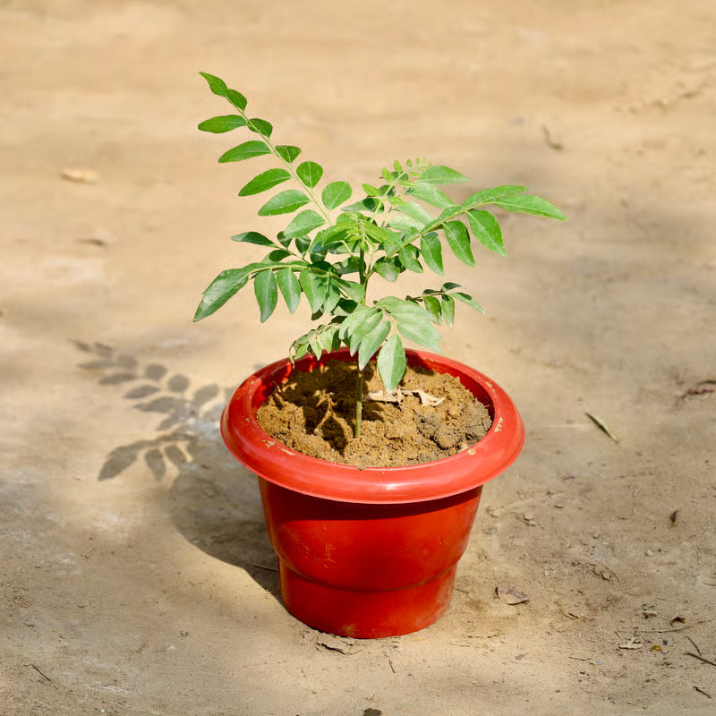 curry leaves plant in pot Curry Leave / Curry Patta in 6 Inch Red Classy Plastic Pot