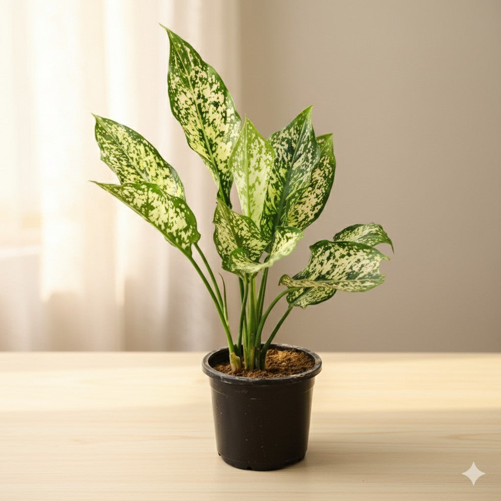 Aglaonema snow white | 4 inch nursery pot