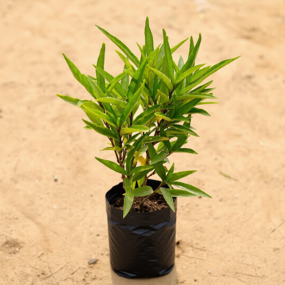 Sukh Shanti in 4 Inch Nursery Bag