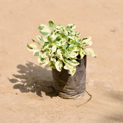 Alternanthera White in 4 inch Nursery bag
