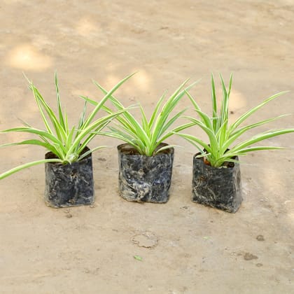 Set of 3 Spider Plant / Chlorophytum in 4 inch nursery bag