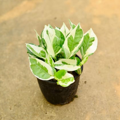 Money Plant N'Joy in 4 inch Nursery pot