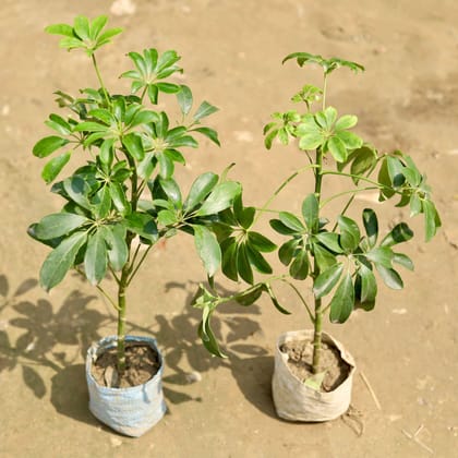 Set of 2 - Schefflera Green in 4 Inch Nursery Bag