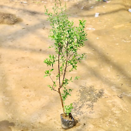 Henna / Mehandi Plant in 4 Inch Nursery Bag