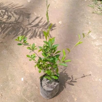 Curtain Creeper / Parda Bel / Vernonia in 4 Inch Nursery Bag