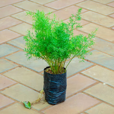 Asparagus Plant in 4 inch nursery bag