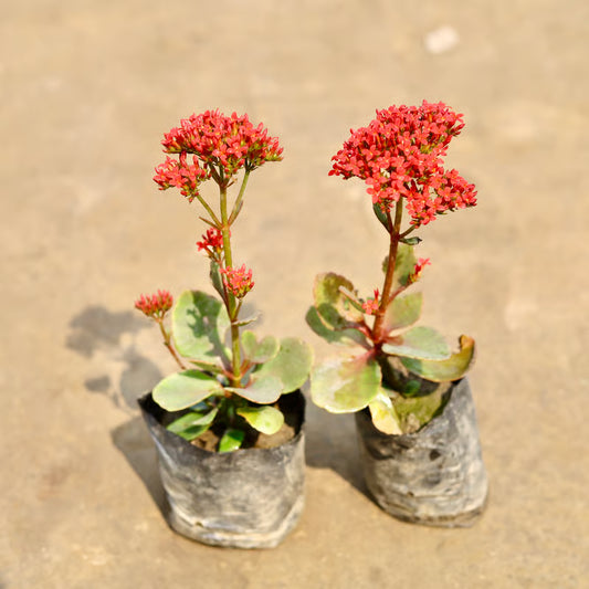 Set of 2 Kalanchoe Desi Red in 4 Inch Nursery Bag