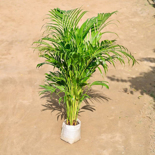 Areca Palm (~3-4 ft) in 8 inch Nursery bag