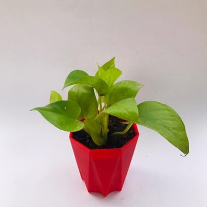 Golden Money Plant in 4 inch red Diamanti Plastic pot