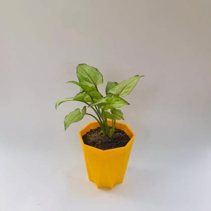 Syngonium Yammi in 4 inch Yellow Diamanti Plastic pot
