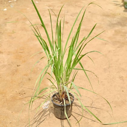 Lemon Grass in 6 inch Nursery pot