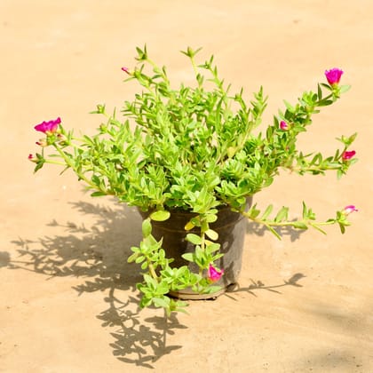 Kulfa / Common Purslane (Any colour) in 4 inch nursery pot