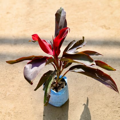 Dracaena Rosea in 4 Inch Nursery Bag
