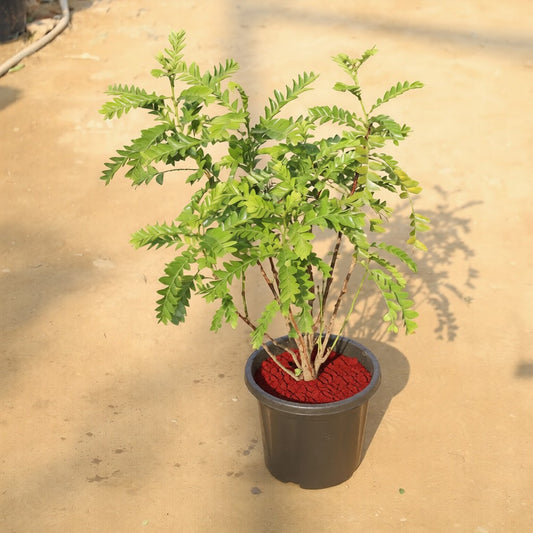 Aamras Green Flowering Plant in 8 Inch Nursery Pot