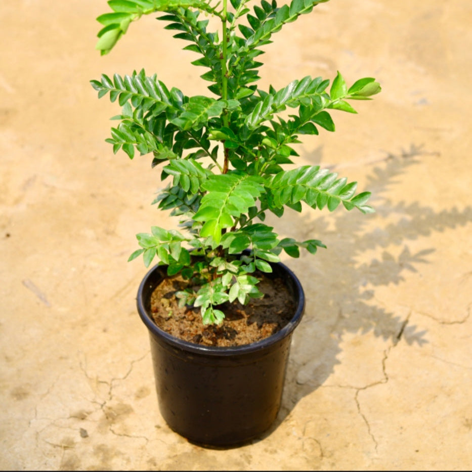 Aamras green Plant | 6 inch nursery pot