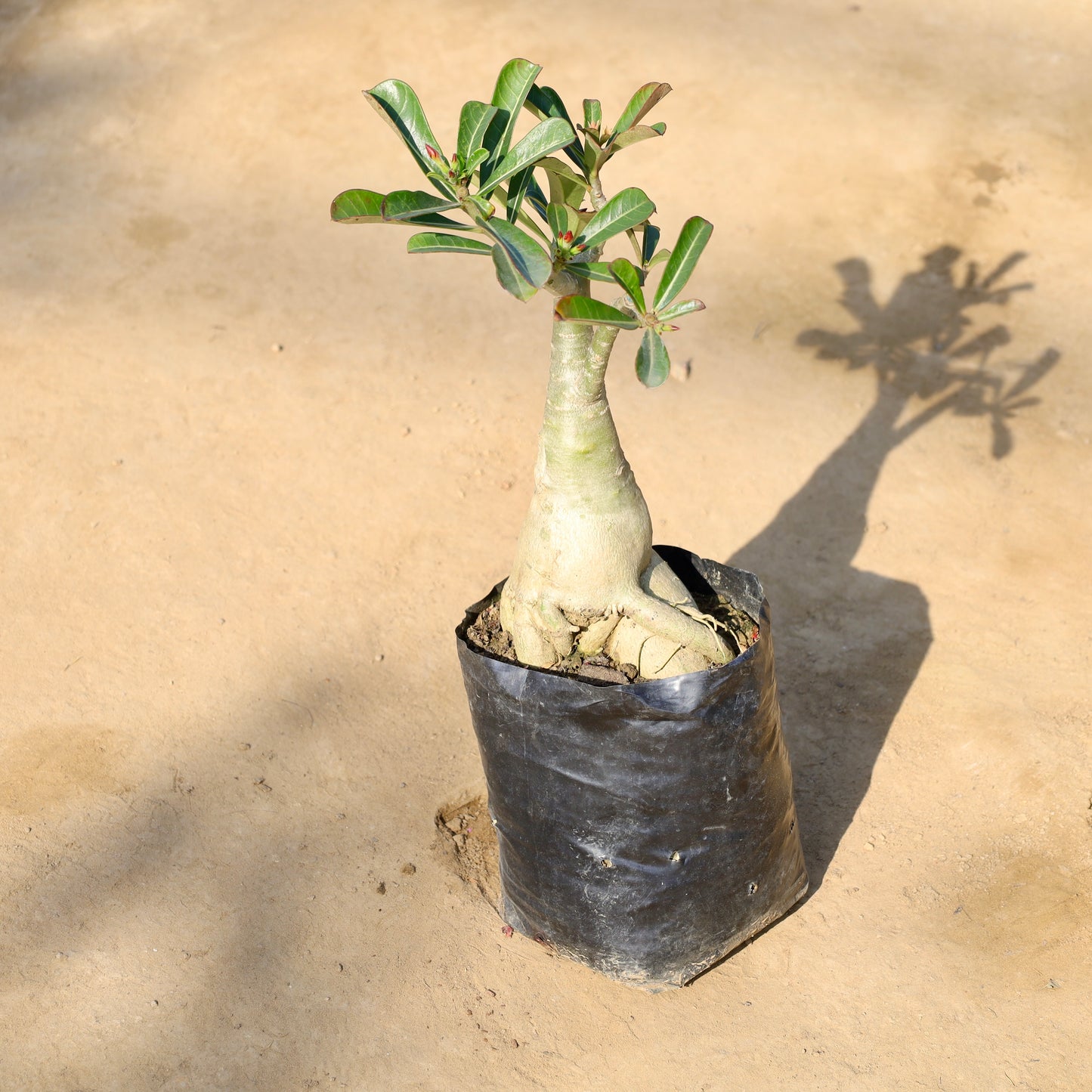 Adenium Bonsai |  6 inch nursery bag