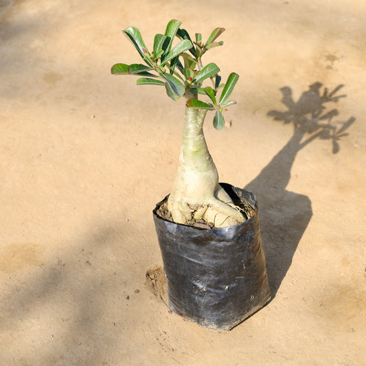 Adenium Bonsai |  6 inch nursery bag