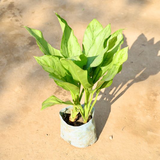 Aglaonema Dove | 8 inch nursery Bag