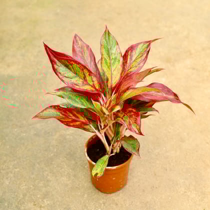 Aglaonema Lipstick  Multi Stem | 6 Inch Nursery pot