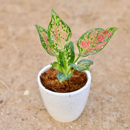 Aglaonema Pink Dalmatian | 4 inch white classy reramic pot