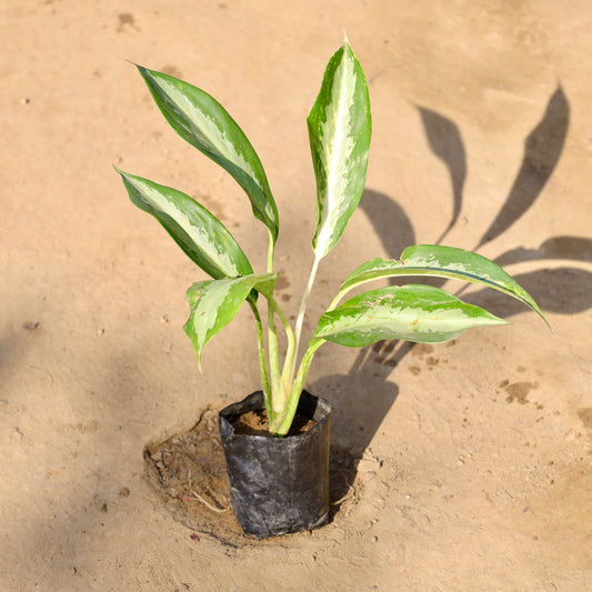 Buy Aglaonema Silver Queen | 4 Inch Plant Nursery Bag โ Outdoor plant online at Limkrt India