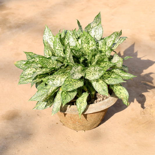 Buy Aglaonema Snow white | 14 Inch Plant clay pot โ Outdoor plant online at Limkrt India
