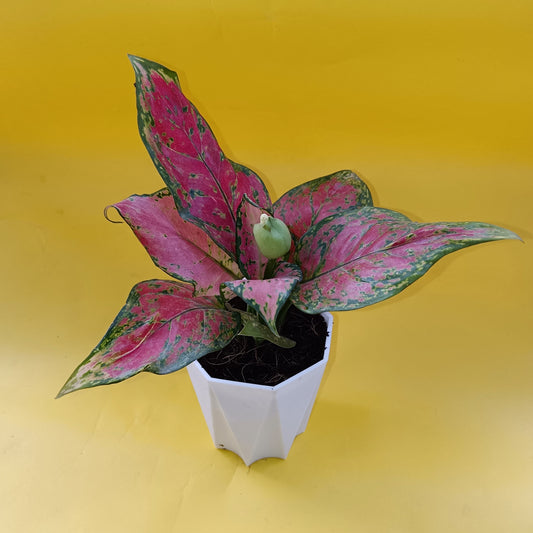 Aglaonema Pink Dalmatian | 4 inch Wite Diamanti Pot