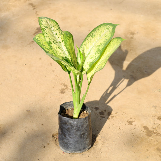 Buy Aglaonema mary white | 5 Inch Plant nusery bag โ Outdoor plant online at Limkrt India