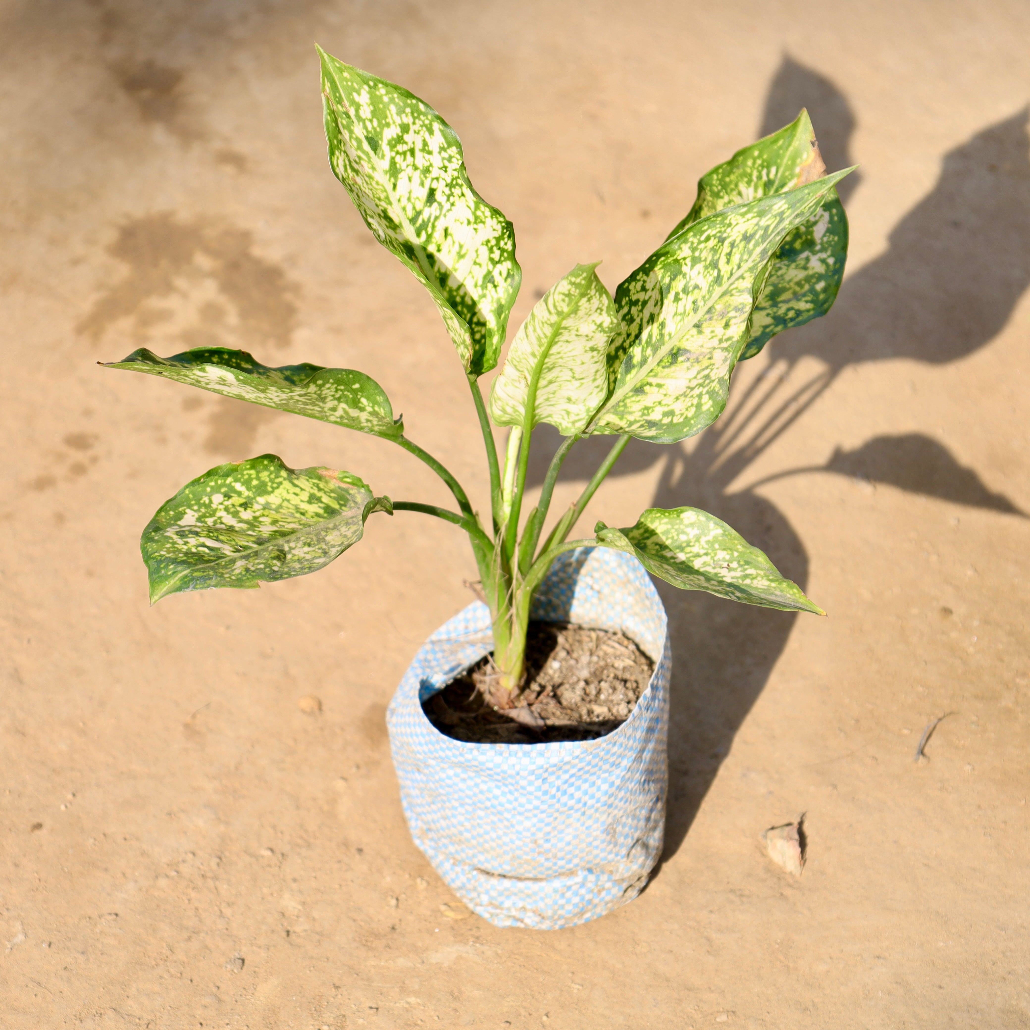 Aglaonema snow white | 4 inch nursery bag – Eazy Garden