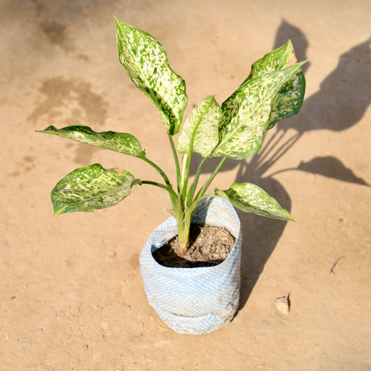 Aglaonema snow white | 4 inch nursery bag